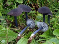 image of mushrooms