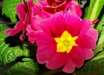 image of flower