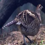 image of bird