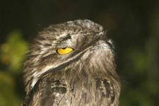 image of potoo