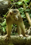 image of macaque