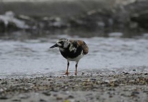 image of ruddy_turnstone