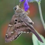 image of animal