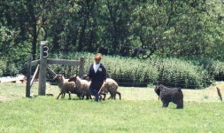 image of bouvier_des_flandres