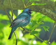 image of indigo_bunting