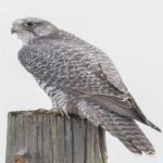 image of bird