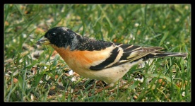 image of brambling
