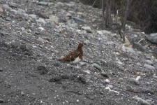 image of ptarmigan