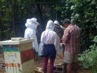 image of apiary #34