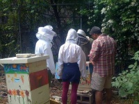 image of apiary
