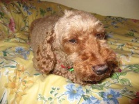 image of miniature_poodle