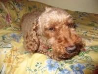 image of miniature_poodle #19