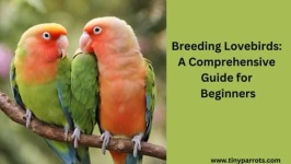 image of lovebird