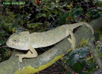 image of african_chameleon