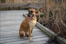 image of rhodesian_ridgeback