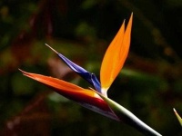 image of bird_of_paradise_flower #15