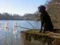 image of curly_coated_retriever