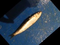 image of fish