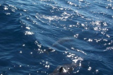 image of animal