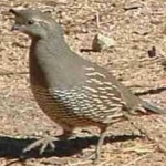 image of bird