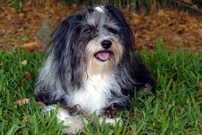 image of animal