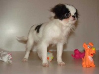 image of japanese_spaniel