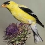 image of bird