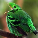 image of bird