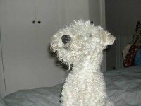 image of lakeland_terrier