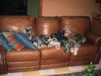 image of standard_schnauzer