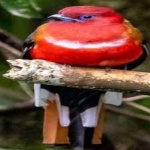 image of bird