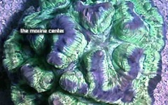 image of brain_coral