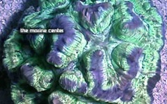 image of brain_coral #19