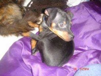 image of animal