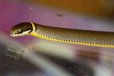 image of ringneck_snake #34