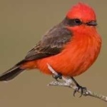 image of bird