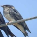 image of bird