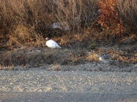 image of ptarmigan