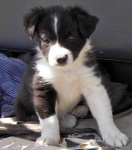 image of border_collie #26