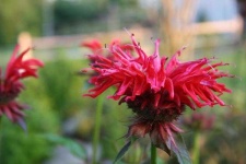 image of flower