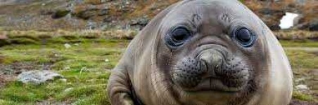 image of animal