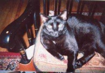 image of animal