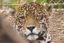 image of jaguar_car