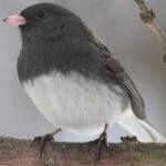 image of bird