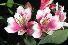 image of flower