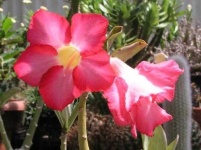 image of flower