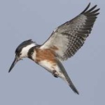 image of belted_kingfisher #2