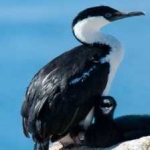image of bird