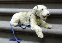 image of lakeland_terrier