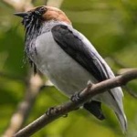 image of bird